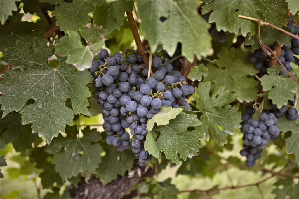 Niagara Winery Grape Vine