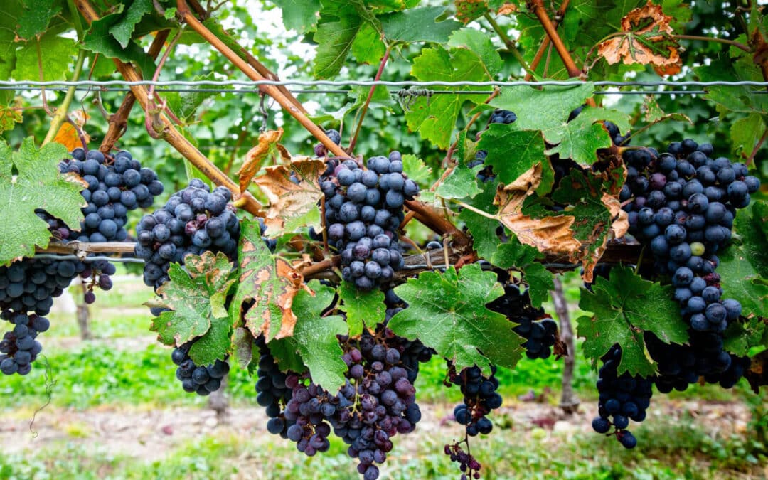 Explore Niagara’s Renowned Wineries
